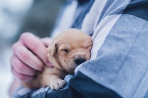 newborn puppy care