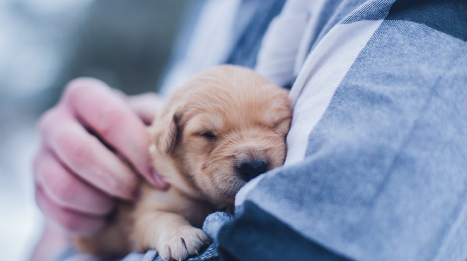newborn puppy care