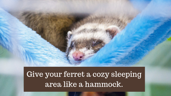 ferret care tips