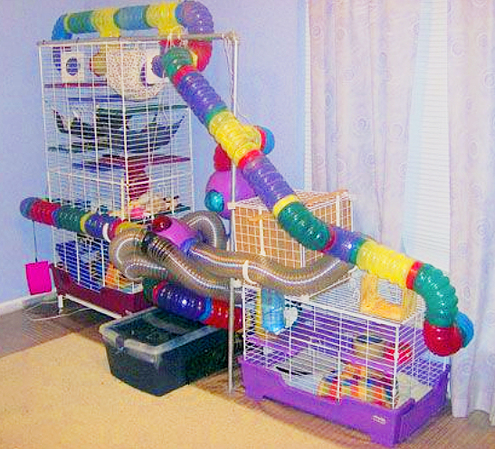 ferret cage DIY ideas