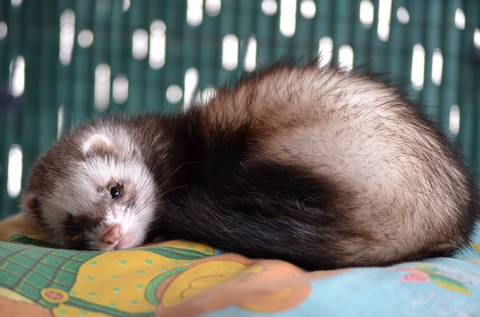 ferret rodent pet facts care