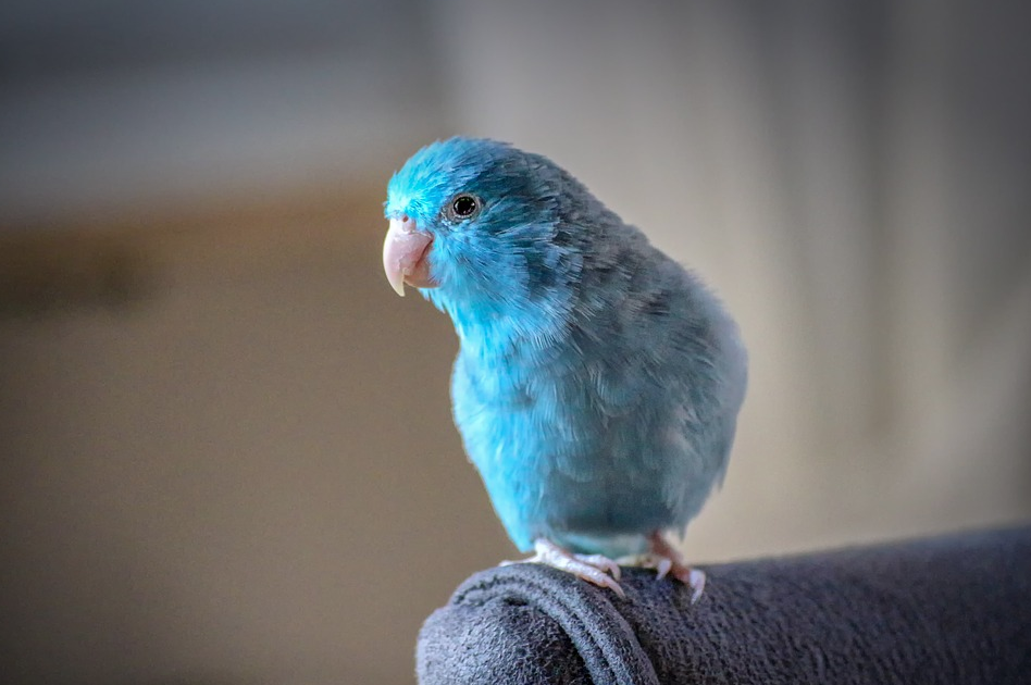 bird parrotlet pets