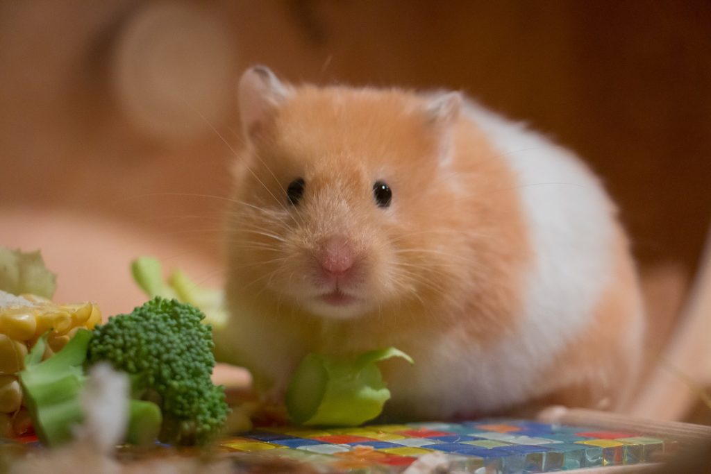 Roborovski Dwarf Hamster: Pet Care Guide, Lifespan, Cost, and