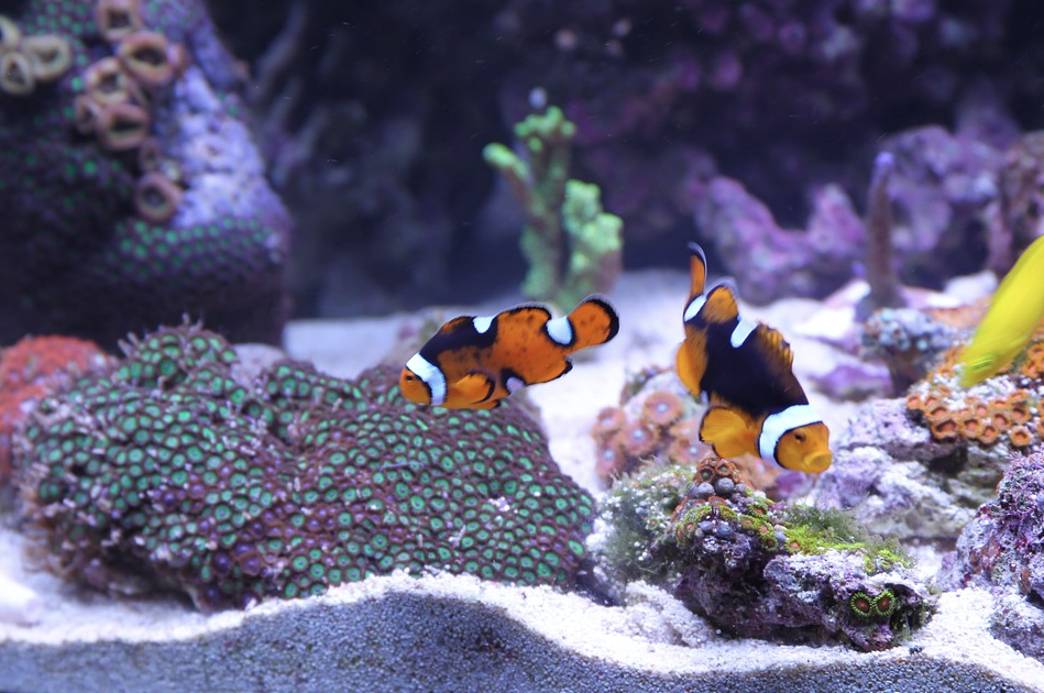 fish tank pet anemone coral