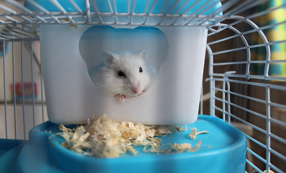 hamster-gerbil-guinea-pig-rabbit-ferret-travel-cage