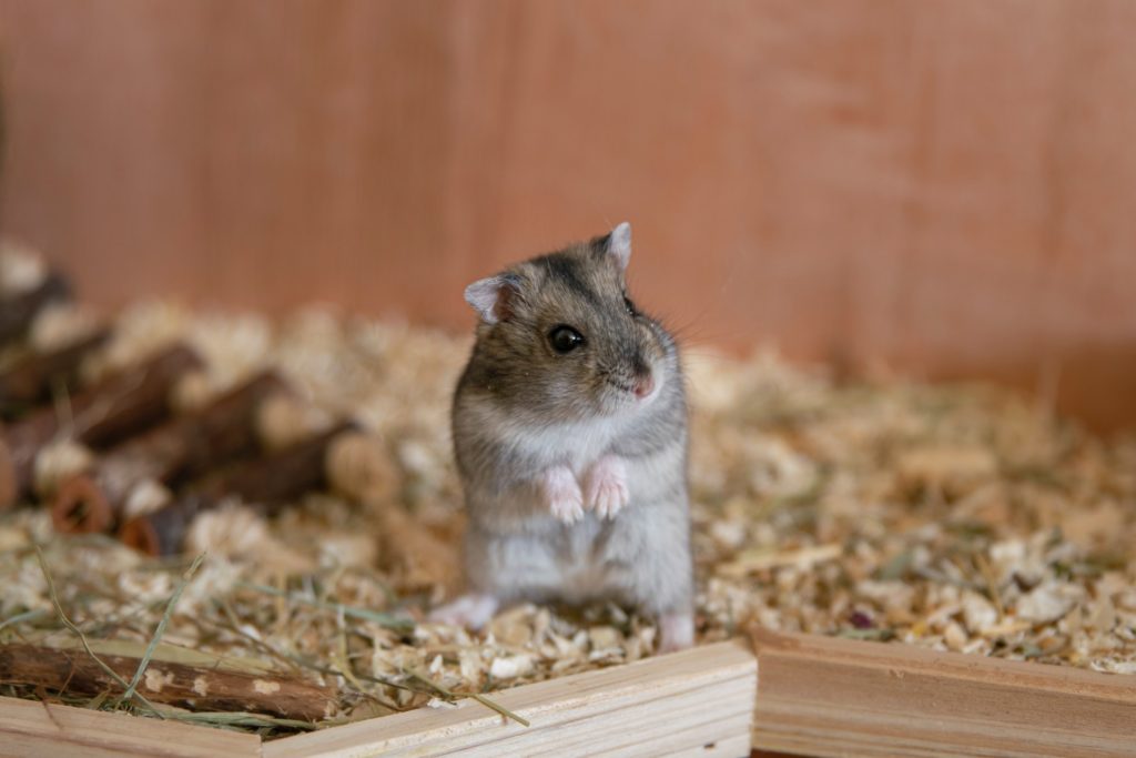 Ikea Hamster Cage Ideas Critter Mamas