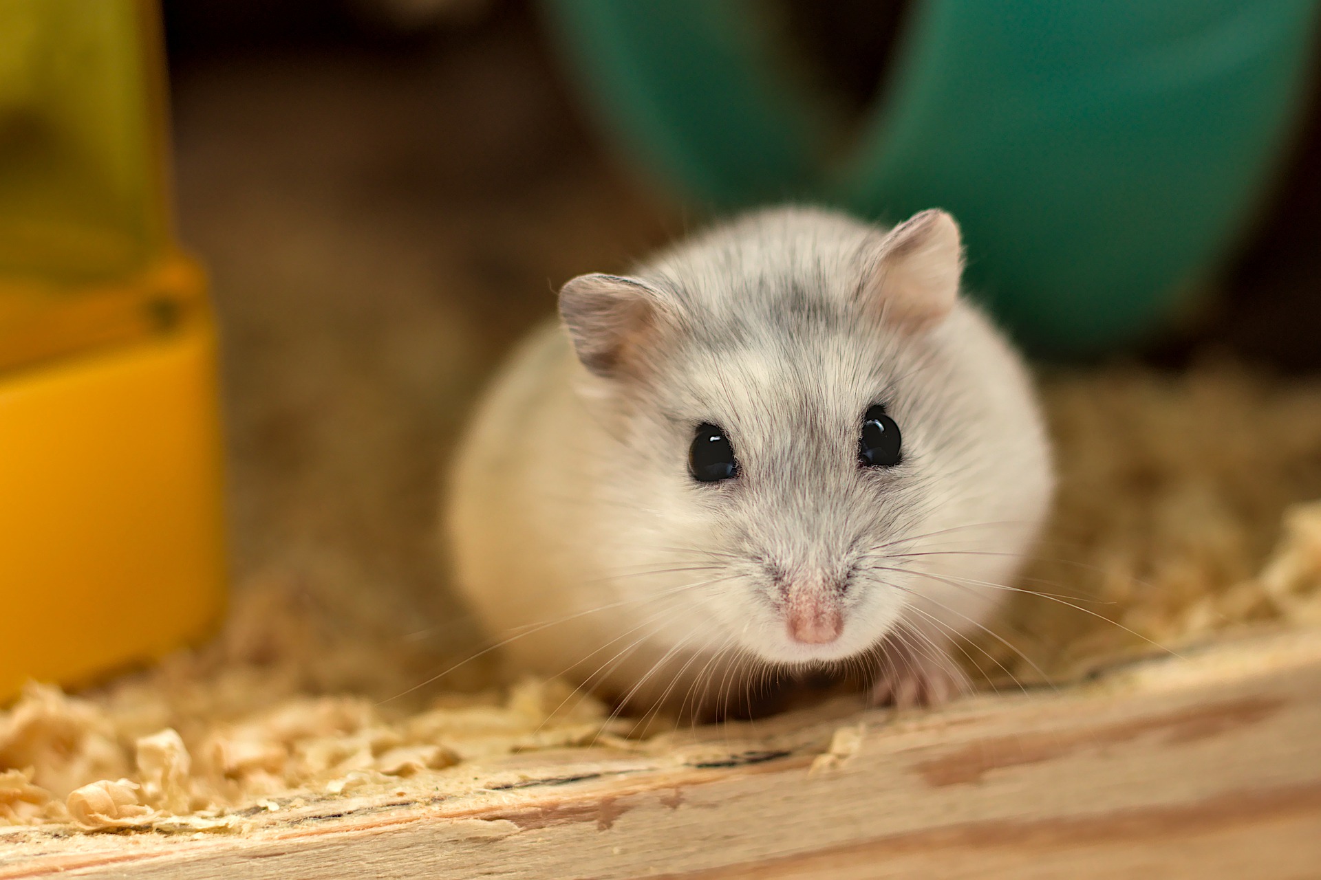 diy hamster bin cage