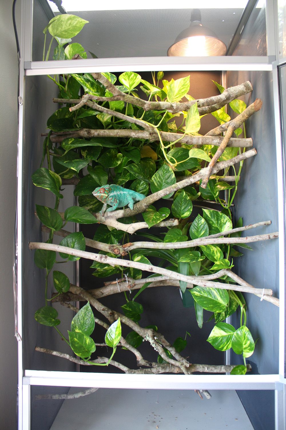 thumbnail image 2 of Artificial Flexible Reptile Vines Rattan Chameleon Lizard Terrarium Branches Bendable Jungle Reptile Pet Habitat Decoration 2 of 14