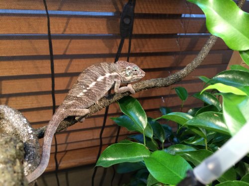 chameleon enclosure vines