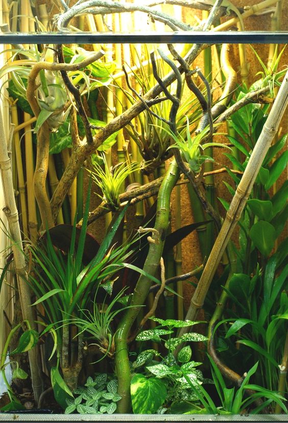 chameleon enclosure bamboo