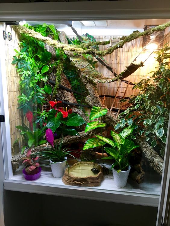 chameleon enclosure logs