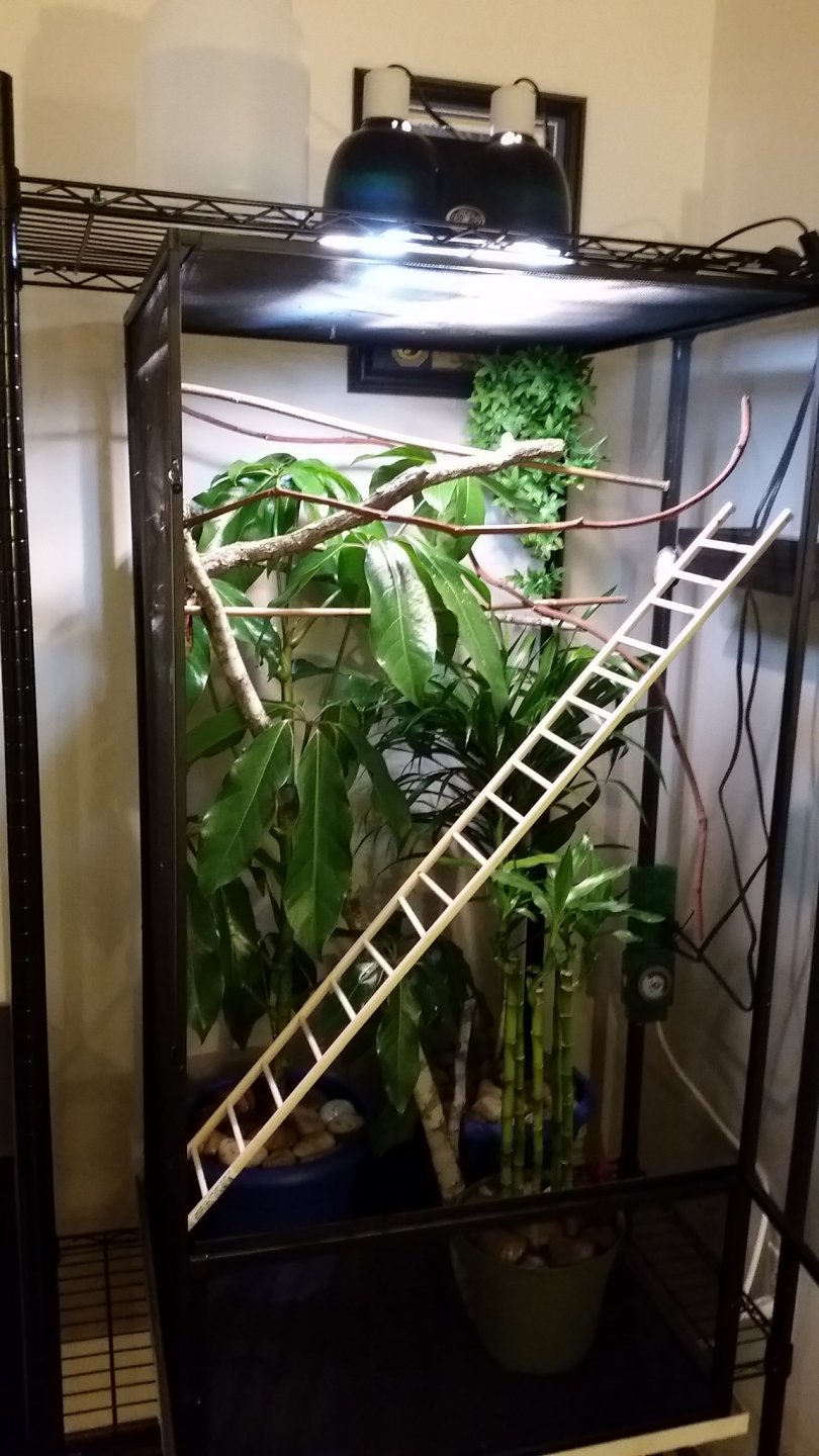 chameleon tank ladder