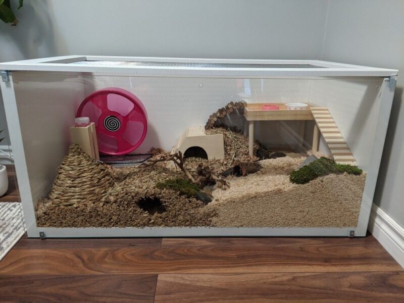 How to Set Up a Hamster Cage Beginners Guide Critter Mamas