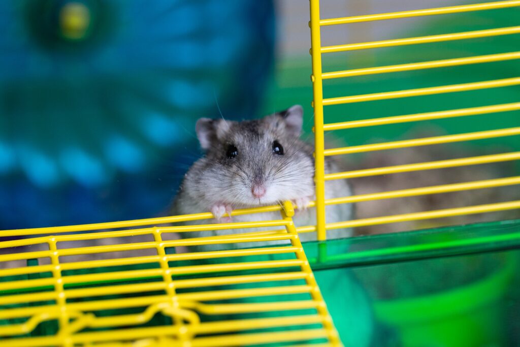 Do Hamsters Attract Mice or Other Rodents? - Small Animal Pets