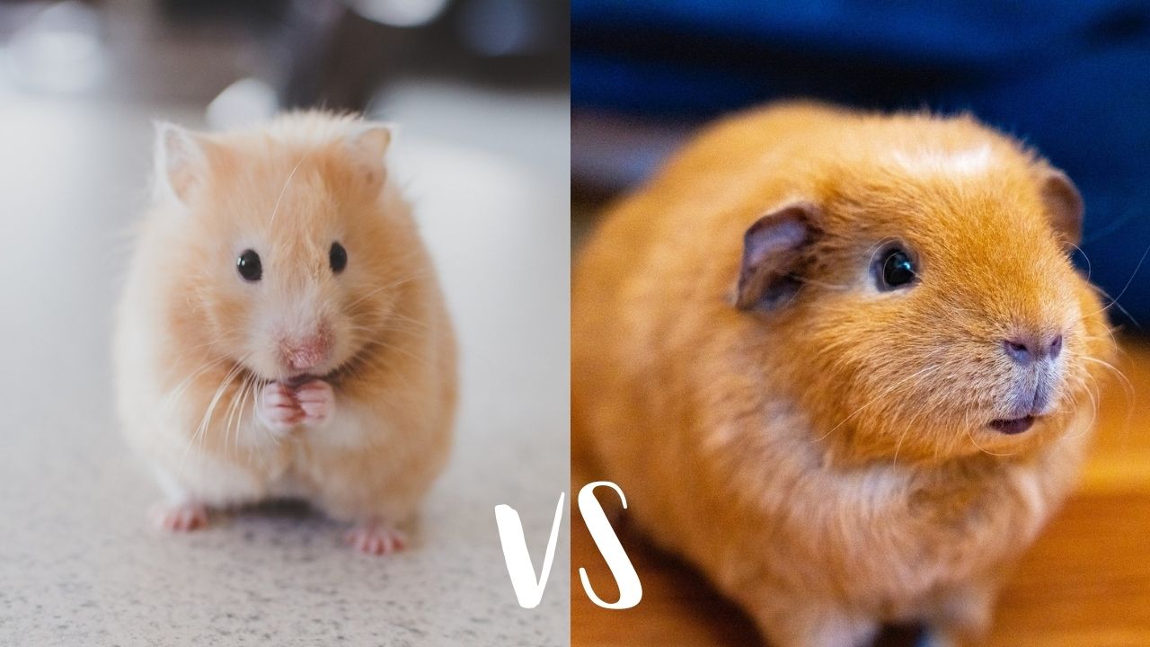 So Just What Is The Difference Between A Guinea Pig Vs Hamster